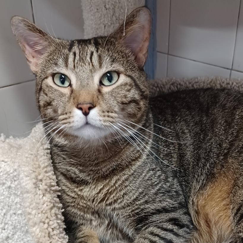 Enlarge Gritty, a Adoptable Domestic Short Hair in Fort Lauderdale, FL image 6/6