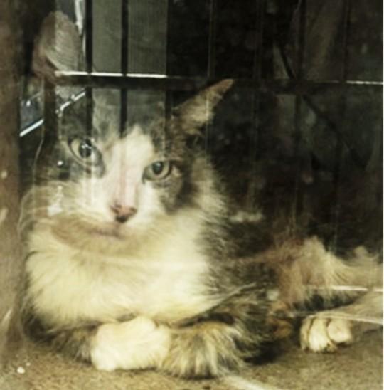 GRUMPS, Adoptable, Adult Female Domestic Short Hair.