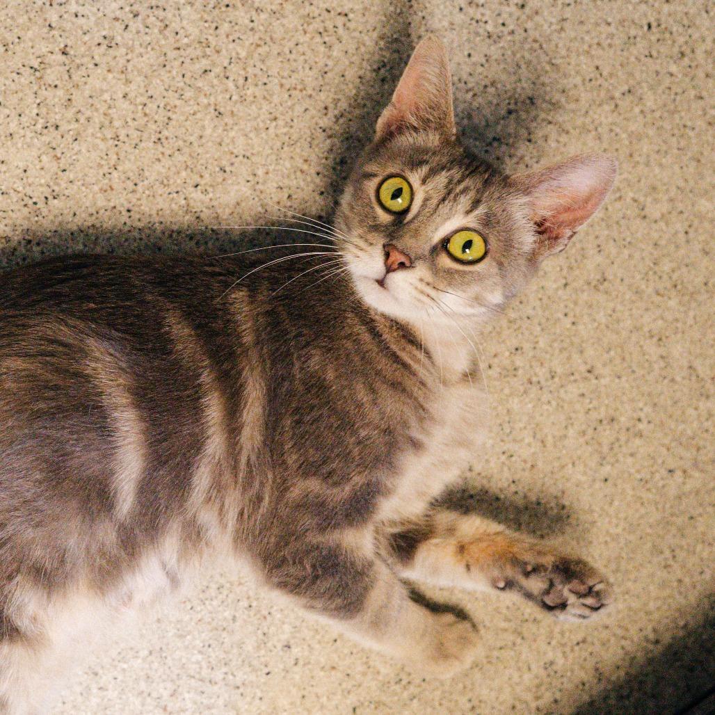 Emerald - In Foster To Adopt, Adoptable, Young Female Domestic Short Hair.