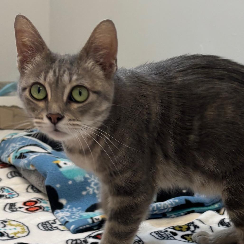 Enlarge Emerald - In Foster To Adopt, a Adoptable Domestic Short Hair in Naperville, IL image 2/5
