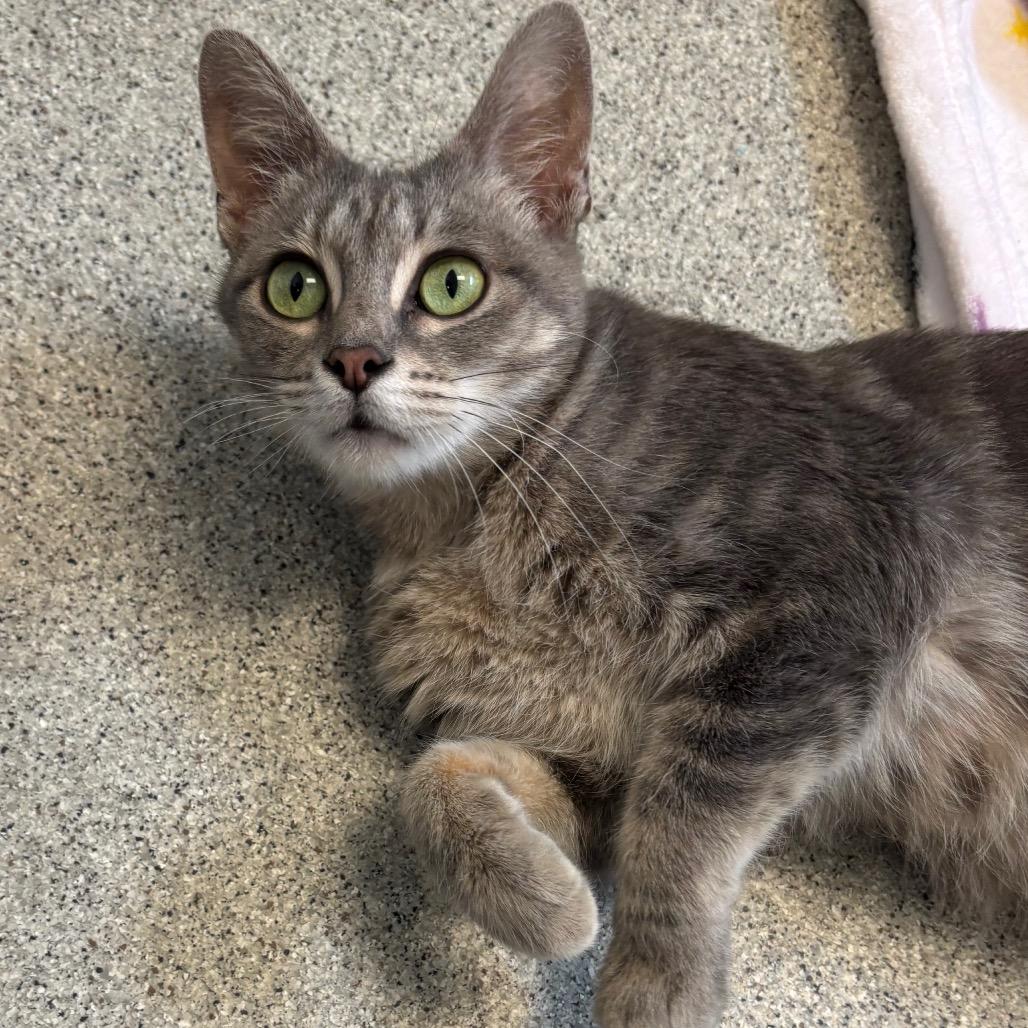 Enlarge Emerald - In Foster To Adopt, a Adoptable Domestic Short Hair in Naperville, IL image 3/5