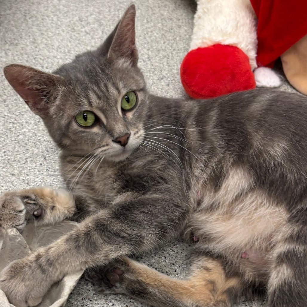 Enlarge Emerald - In Foster To Adopt, a Adoptable Domestic Short Hair in Naperville, IL image 4/5