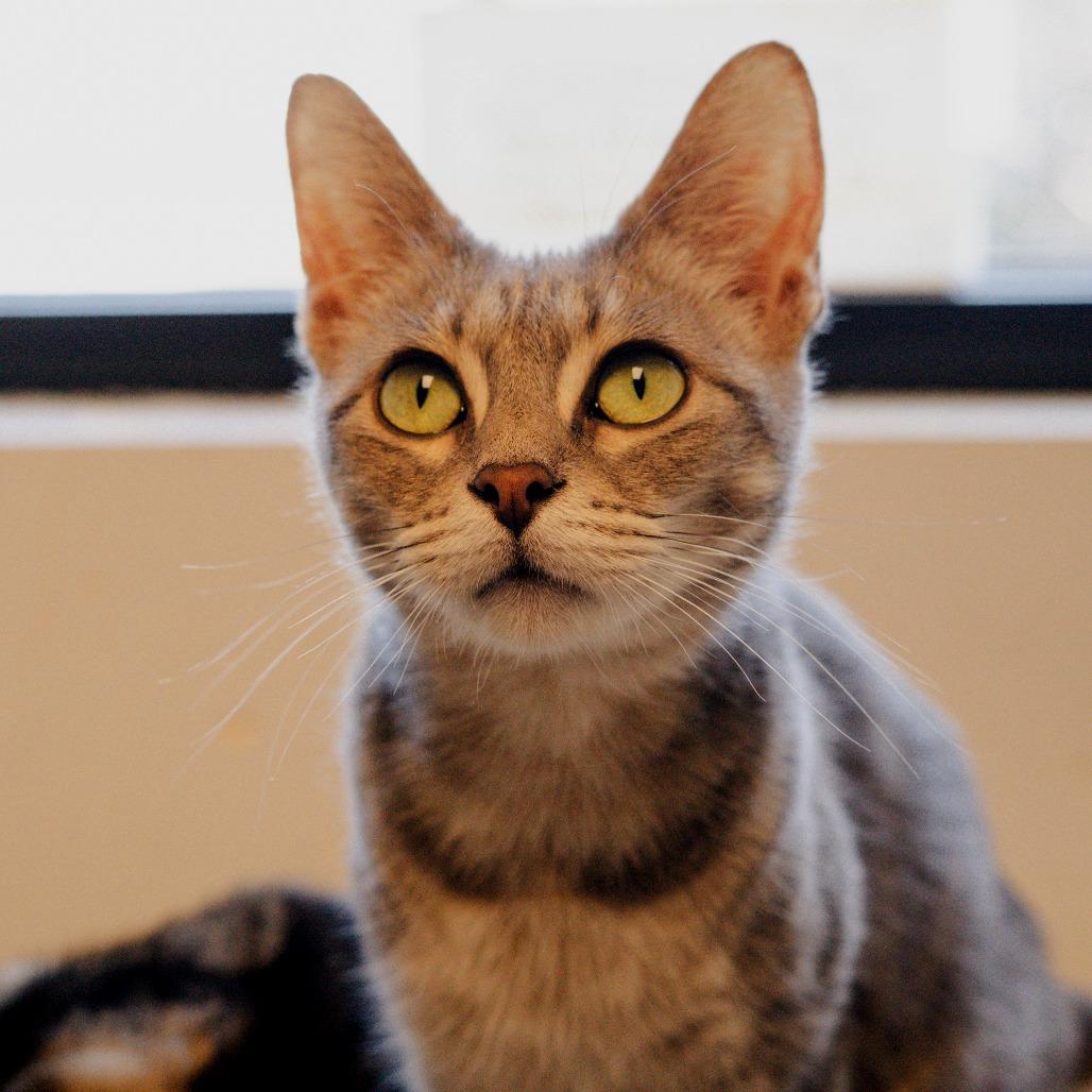 Enlarge Emerald - In Foster To Adopt, a Adoptable Domestic Short Hair in Naperville, IL image 5/5