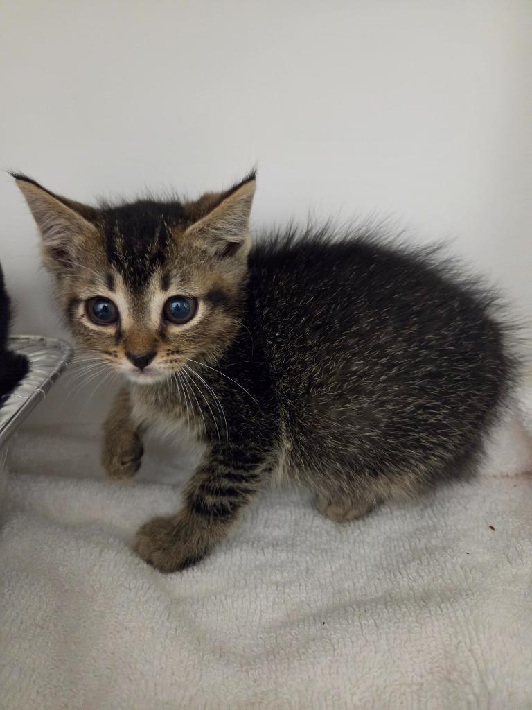 Oakley, Adoptable, Kitten Male Domestic Short Hair.