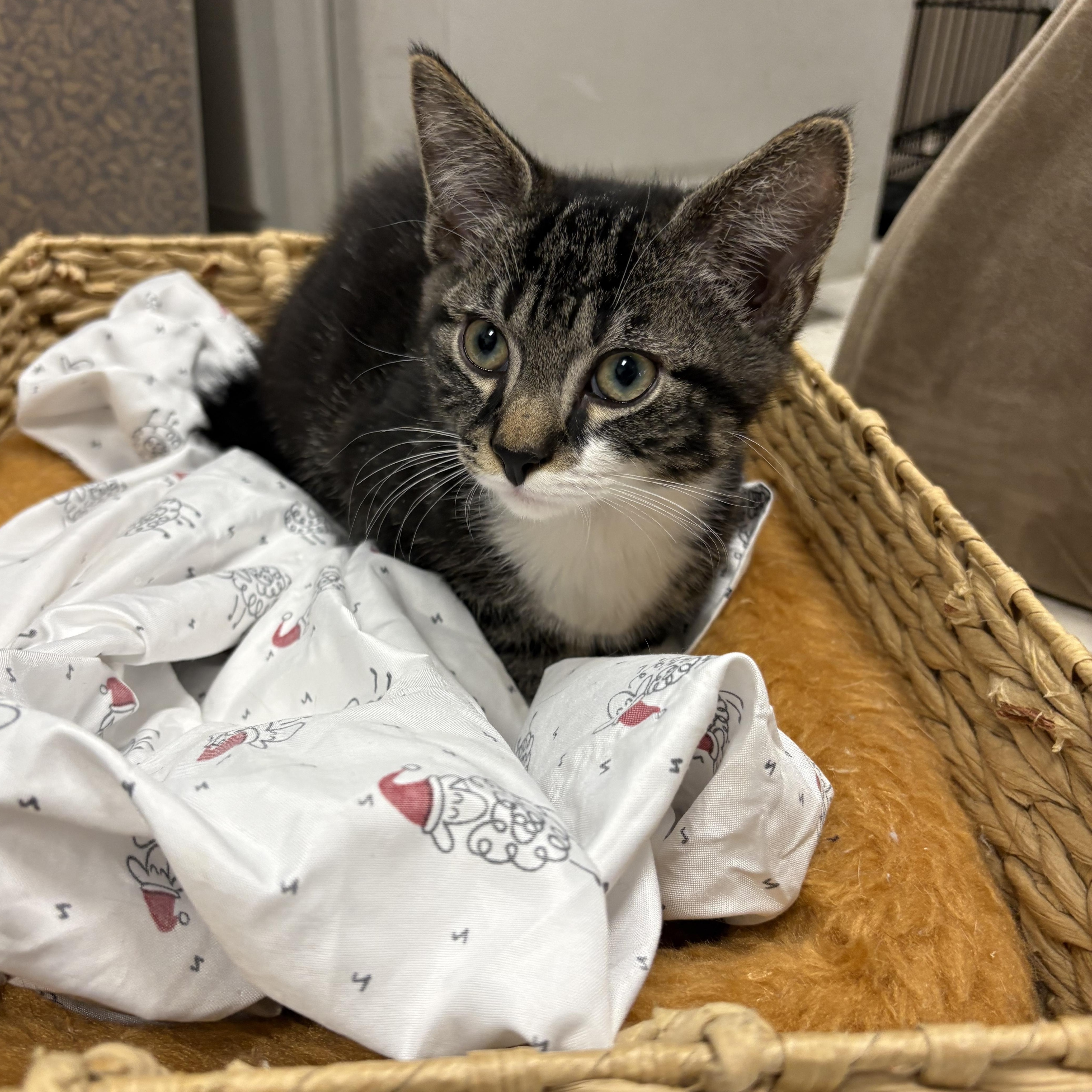 Toot, a ADOPTABLE Domestic Short Hair in Wayne , NJ image 2/3