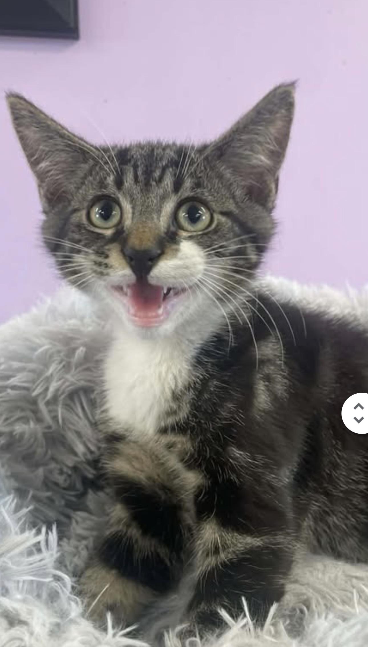 Toot, a ADOPTABLE Domestic Short Hair in Wayne , NJ image 1/3