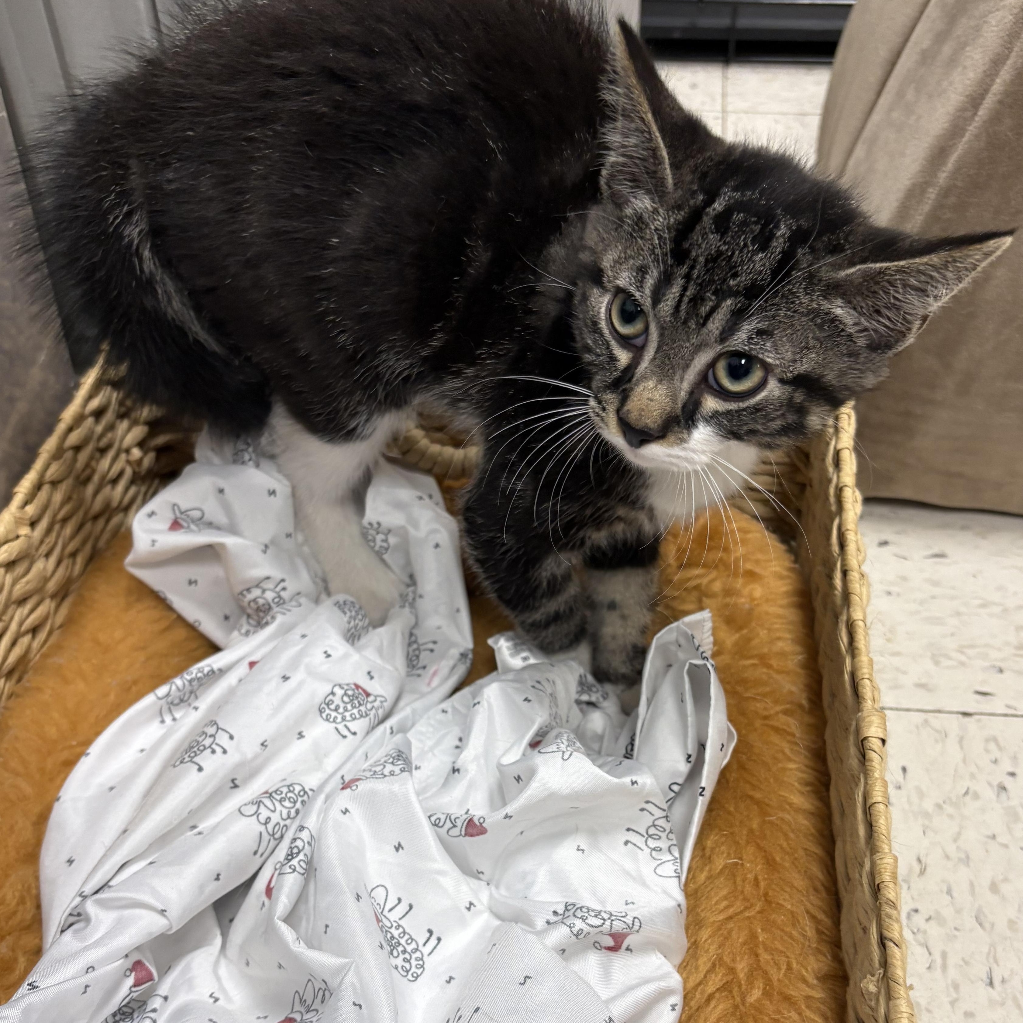 Toot, a ADOPTABLE Domestic Short Hair in Wayne , NJ image 3/3