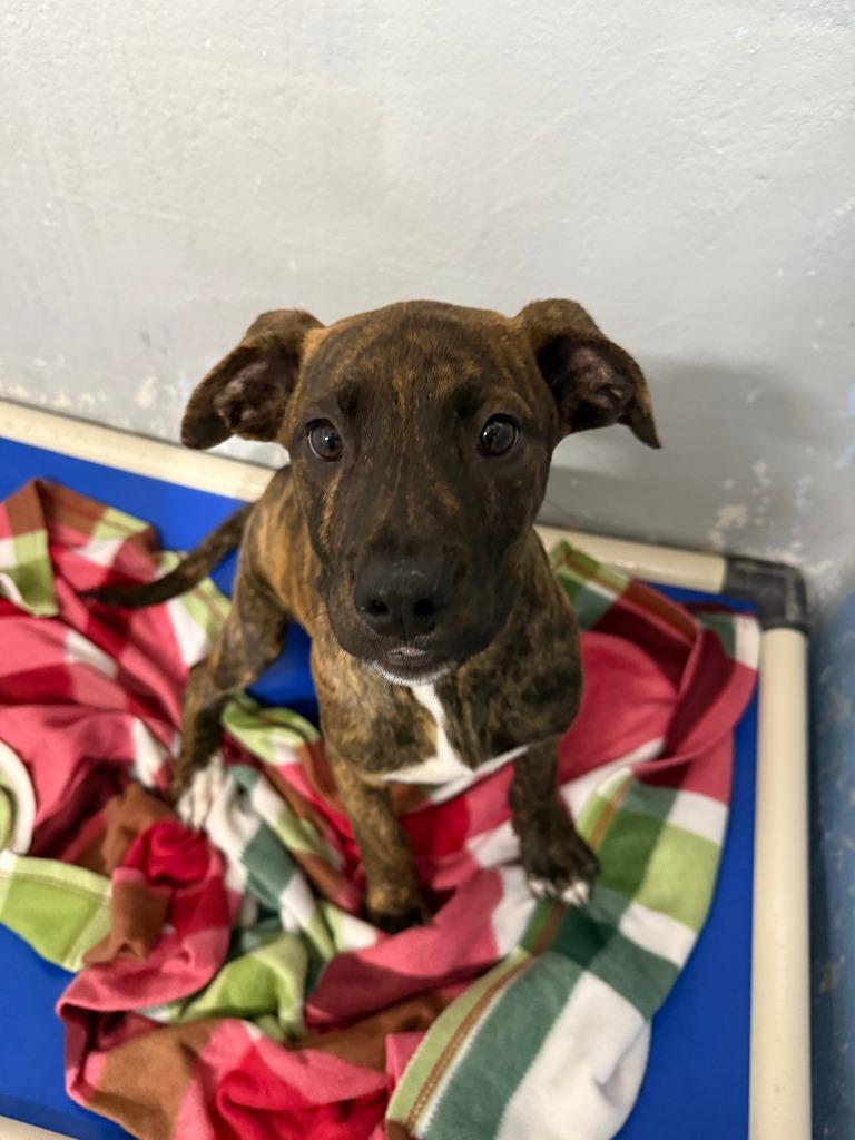 Olivia, Adoptable, Puppy Female German Shepherd Dog.