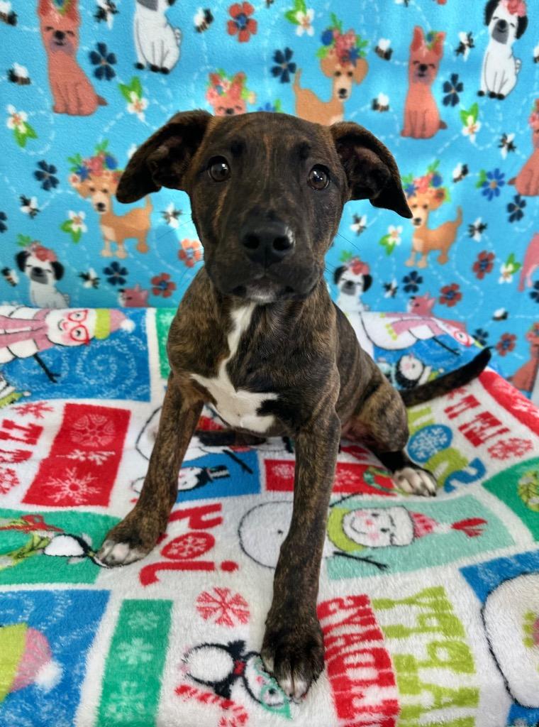 Enlarge Olivia, a Adoptable mixed breed in Brookings, OR image 2/2