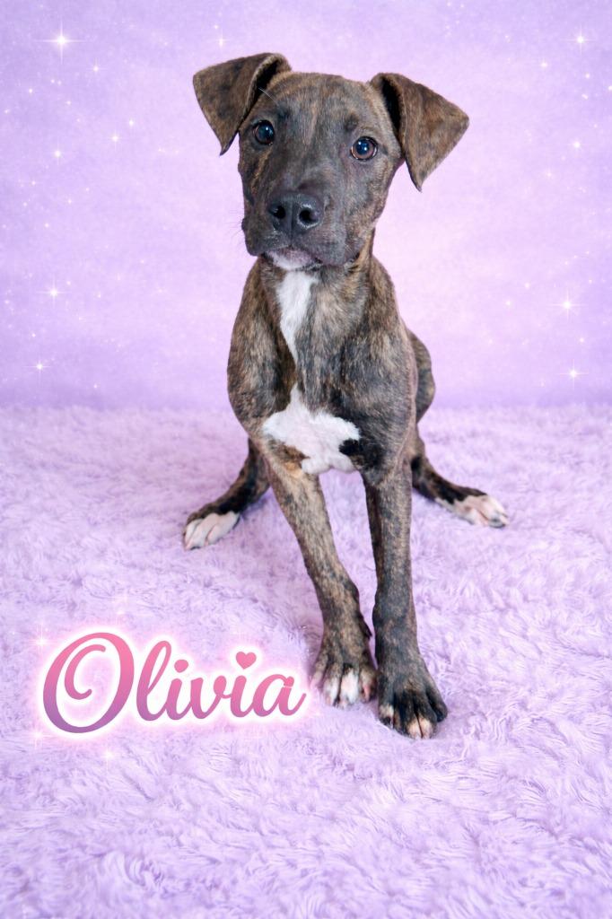 Olivia, Adoptable, Puppy Female German Shepherd Dog.