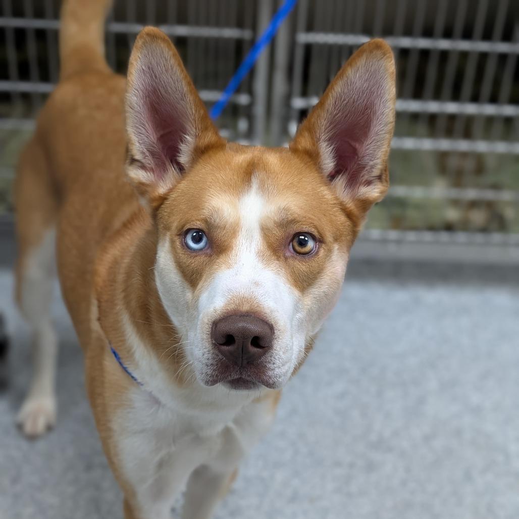 Enlarge River, a Adoptable Husky in Grand Rapids, MI image 1/1