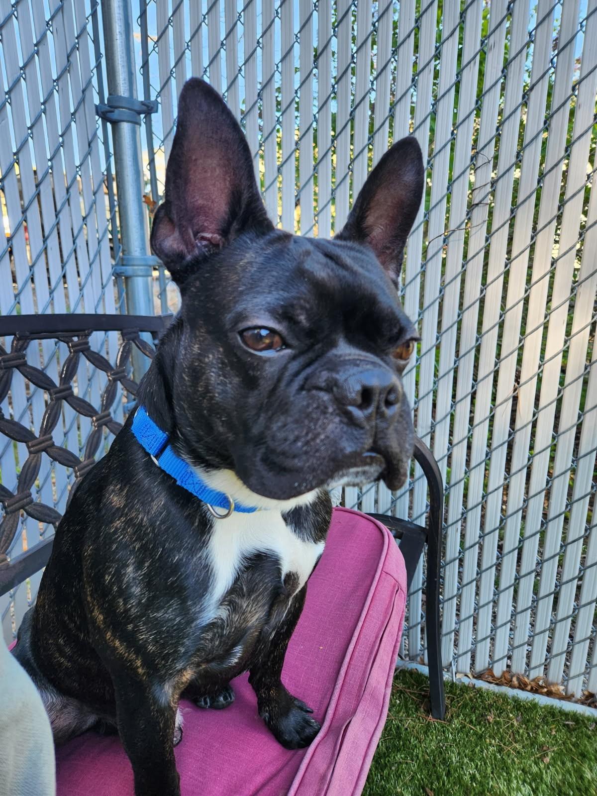 Tubs, a ADOPTABLE mixed breed in Kingston, MA image 1/4