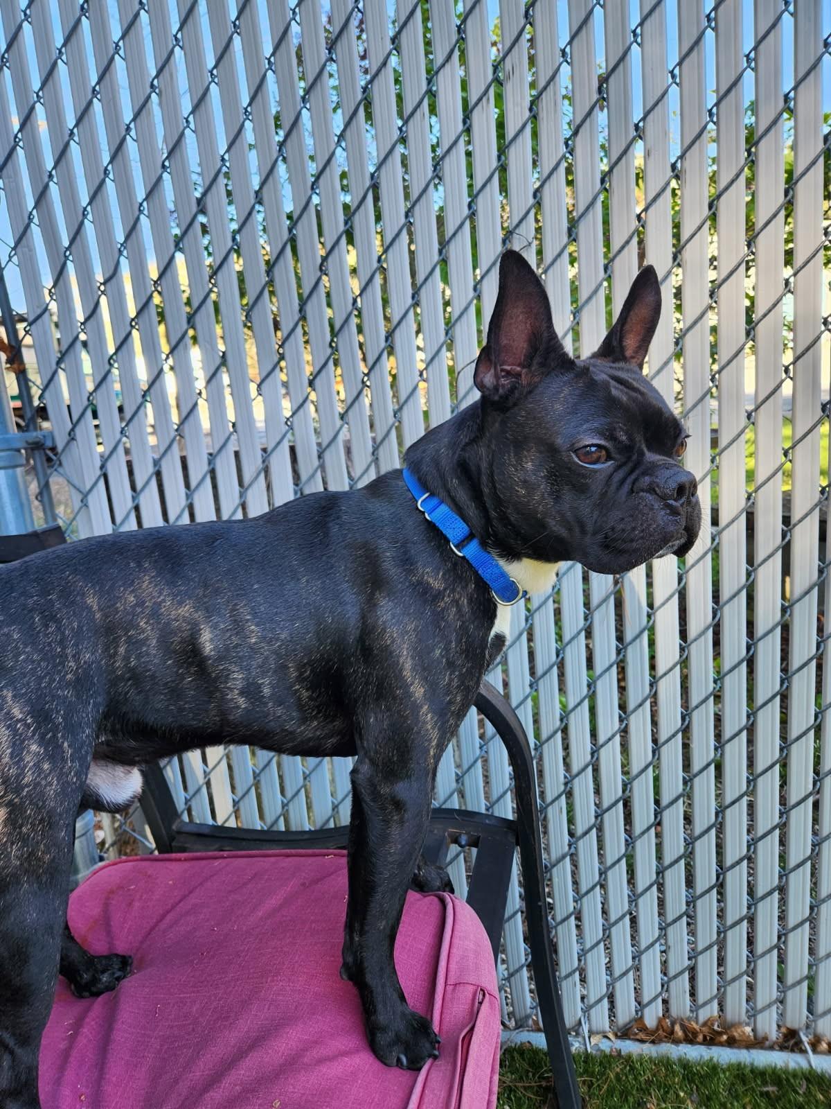 Tubs, a ADOPTABLE mixed breed in Kingston, MA image 2/4