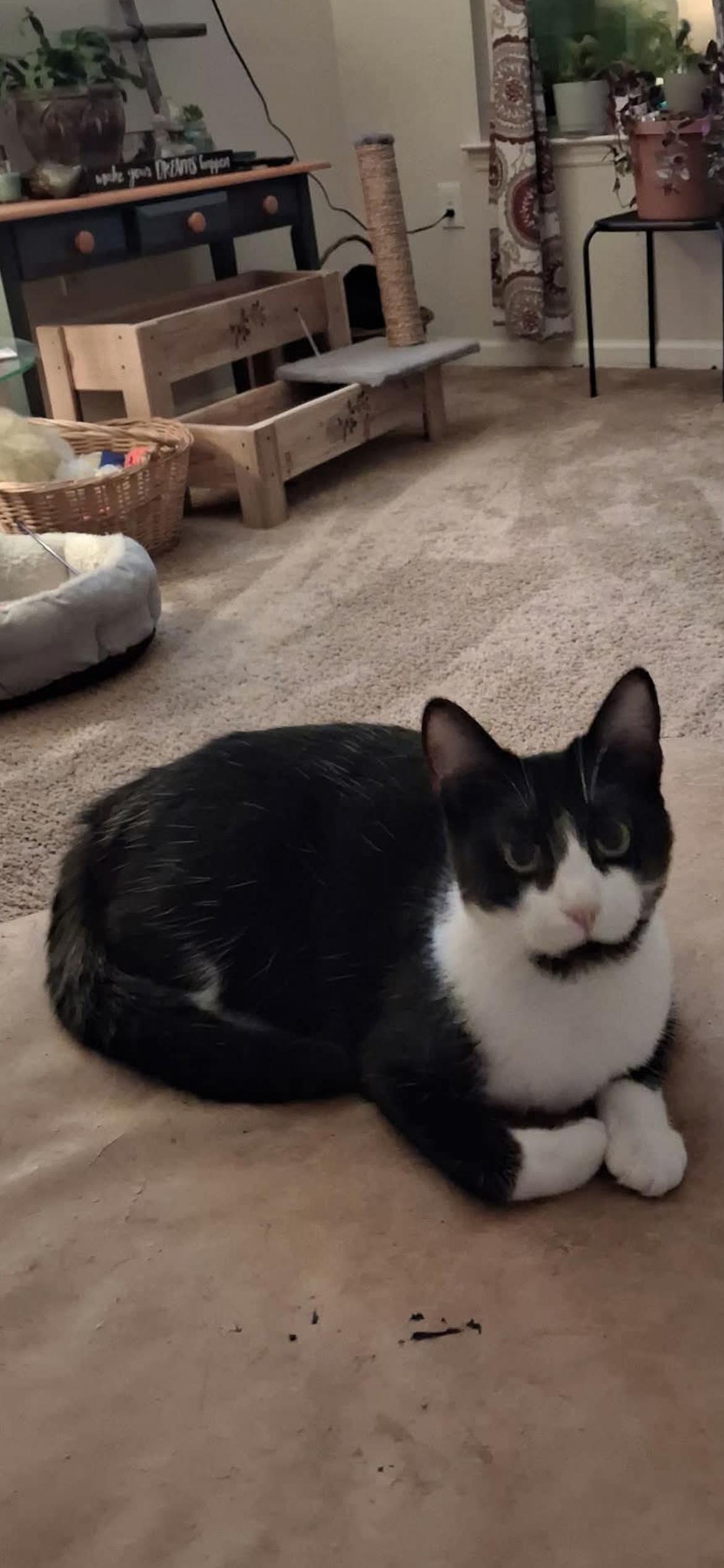 Enlarge Luna, a Adoptable Domestic Short Hair in Connelly Springs, NC image 2/3