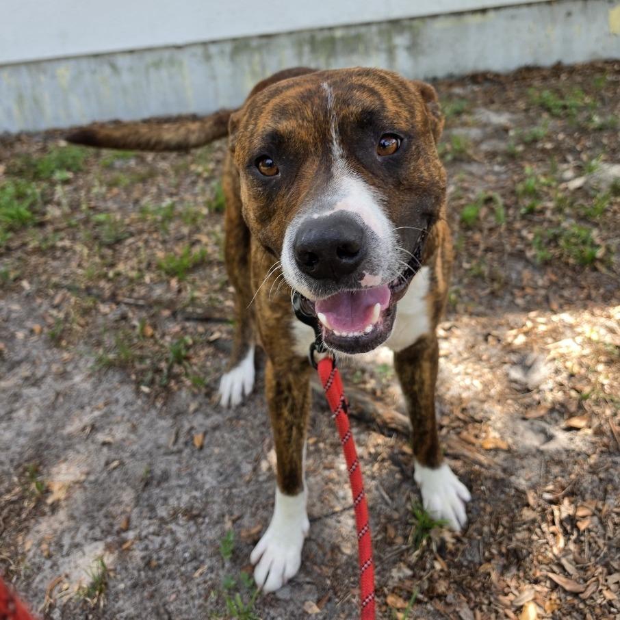 Enlarge Spartacus, a Adoptable Mixed Breed in Jacksonville, FL image 1/4