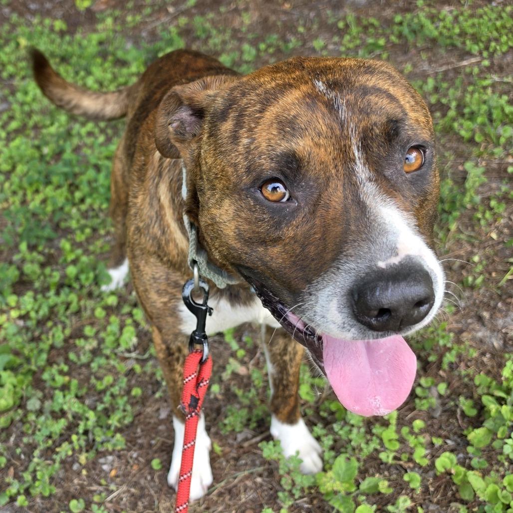 Enlarge Spartacus, a Adoptable Mixed Breed in Jacksonville, FL image 2/4