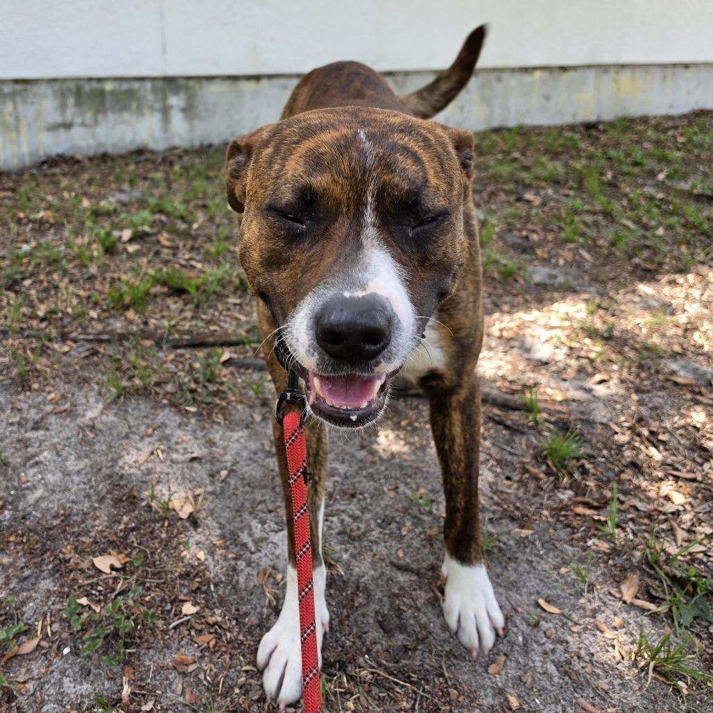 Enlarge Spartacus, a Adoptable Mixed Breed in Jacksonville, FL image 3/4