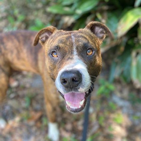 Enlarge Spartacus, a Adoptable Mixed Breed in Jacksonville, FL image 4/4