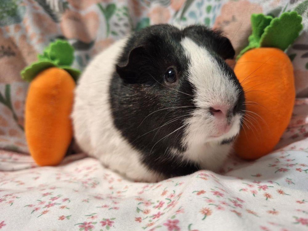 Tortellina, Adoptable, Baby Female Guinea Pig & Guinea Pig.