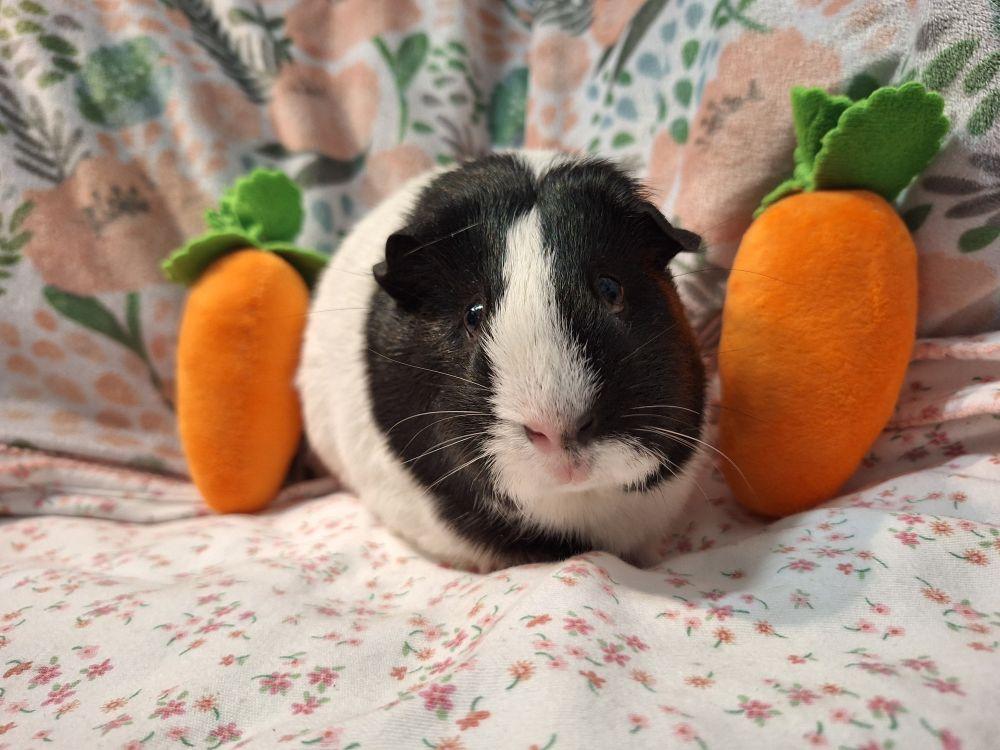 Tortellina, a Adoptable mixed breed in Alexandria, VA image 2/2
