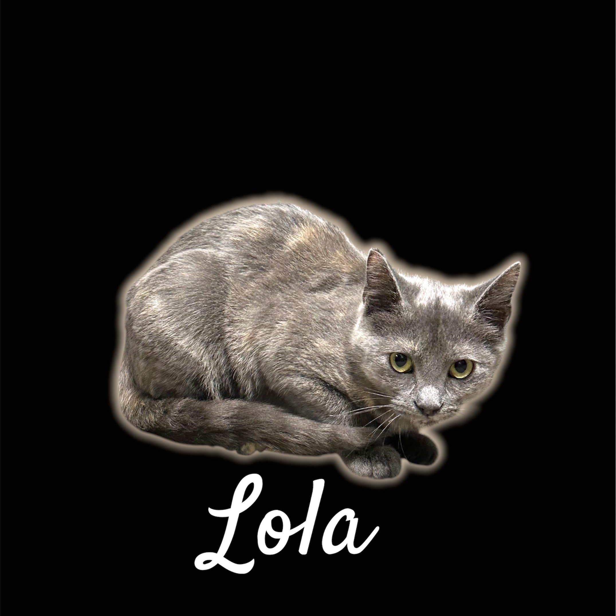 Lola, Adoptable, Young Female Domestic Short Hair.