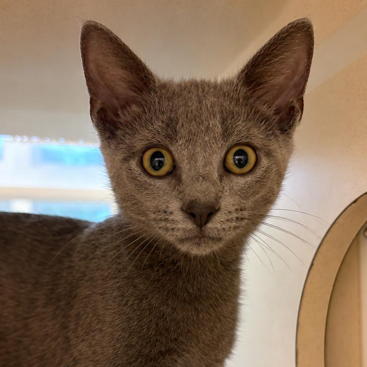 Enlarge Patch, a Adoptable Domestic Short Hair in Gloucester, VA image 1/1