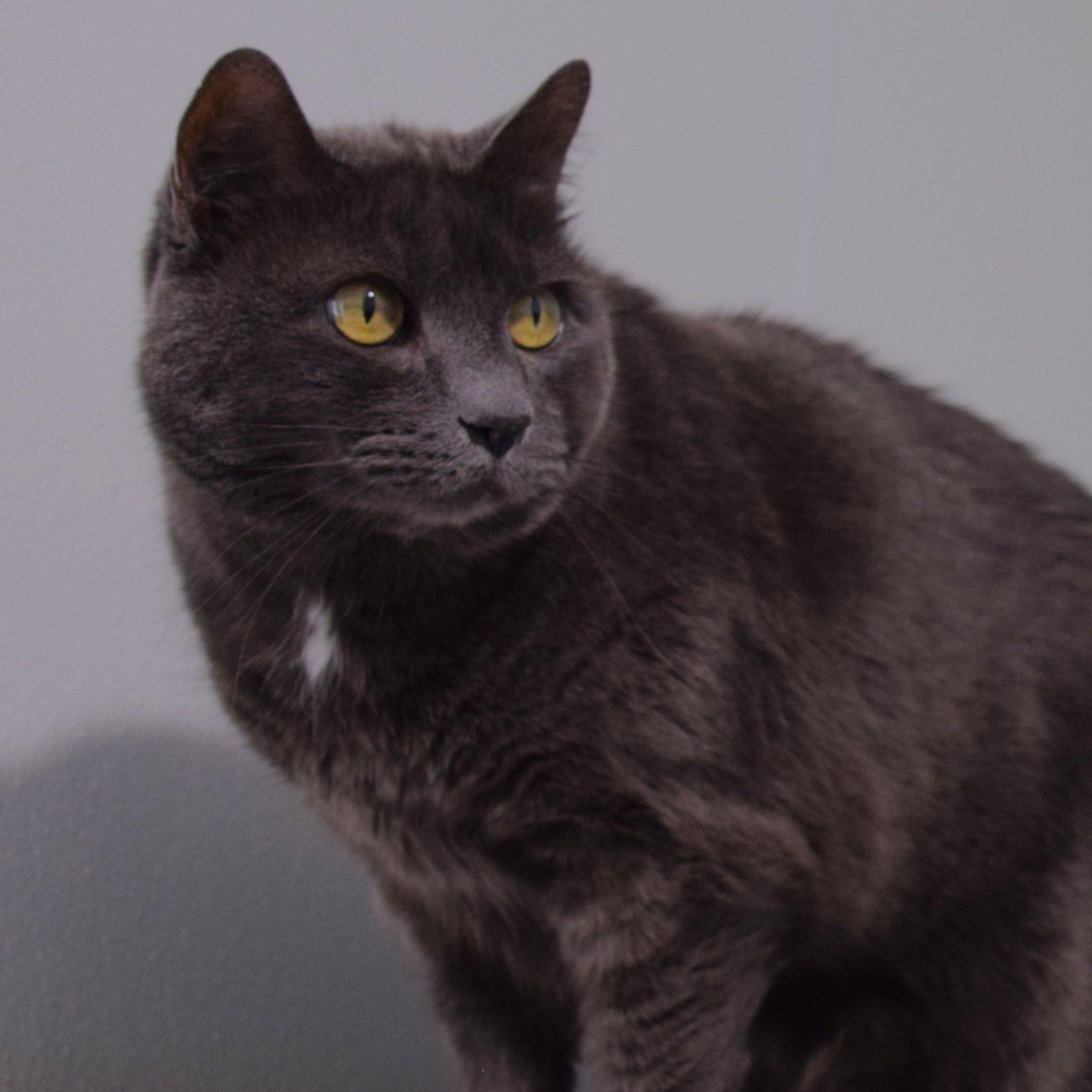 Enlarge Josie, a ADOPTABLE Domestic Short Hair in Claresholm, AB image 1/1