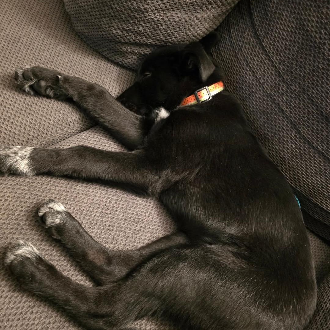 Zap, a ADOPTABLE mixed breed in St Thomas, ON image 3/3