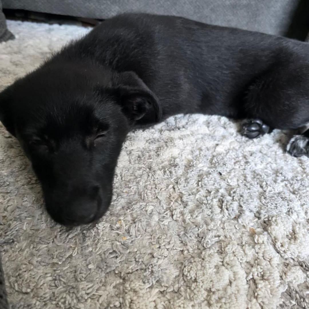 Zap, a ADOPTABLE mixed breed in St Thomas, ON image 2/3