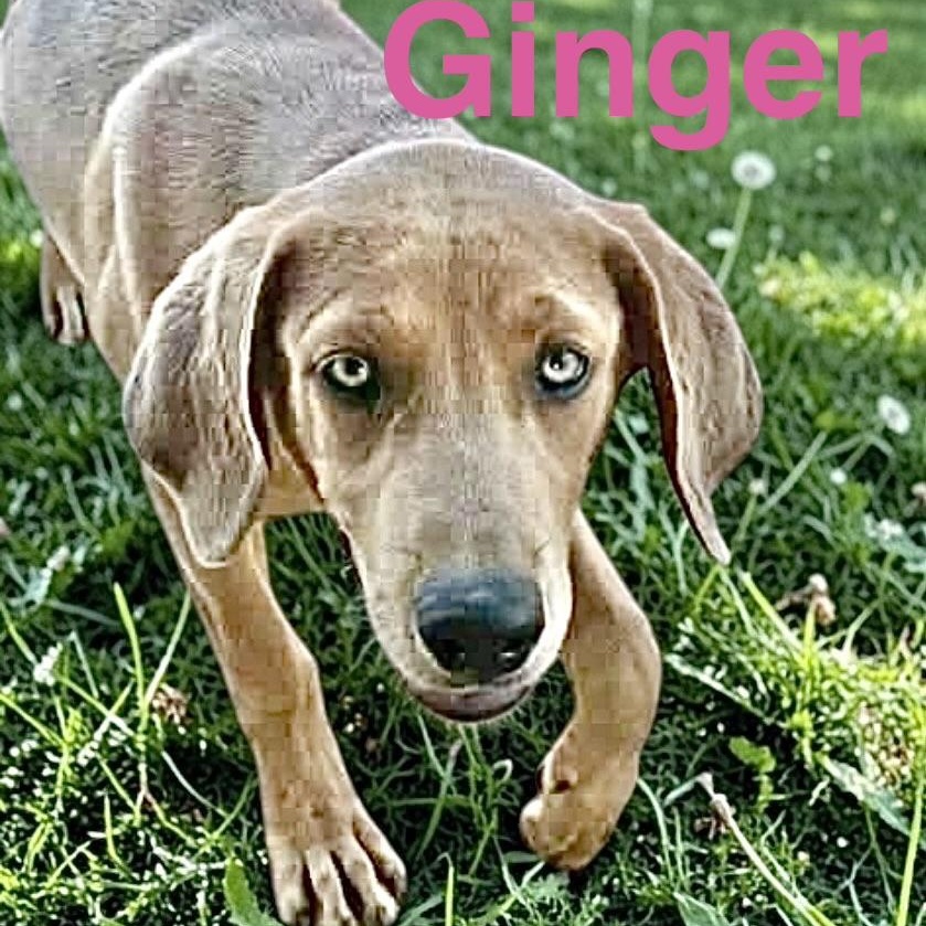 Enlarge Ginger, a Adoptable Labrador Retriever in Hartford, CT image 3/5