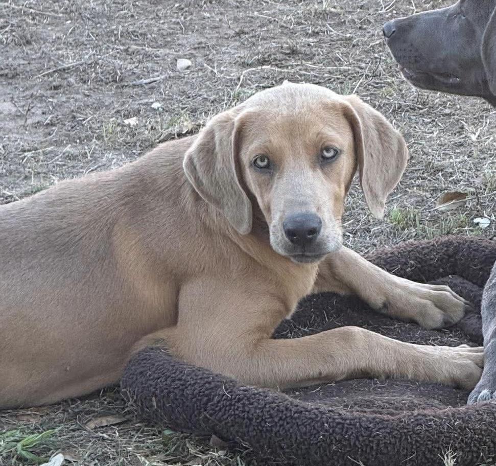 Enlarge Ginger, a Adoptable Labrador Retriever in Hartford, CT image 4/5