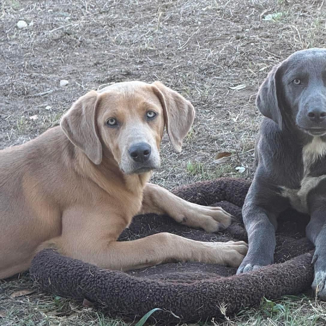 Enlarge Ginger, a Adoptable Labrador Retriever in Hartford, CT image 2/5