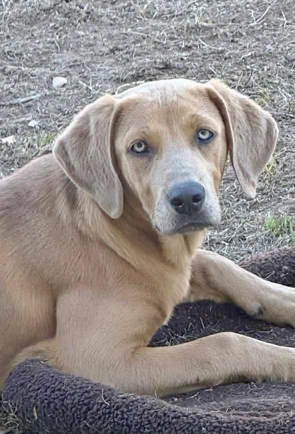 Enlarge Ginger, a Adoptable Labrador Retriever in Hartford, CT image 5/5