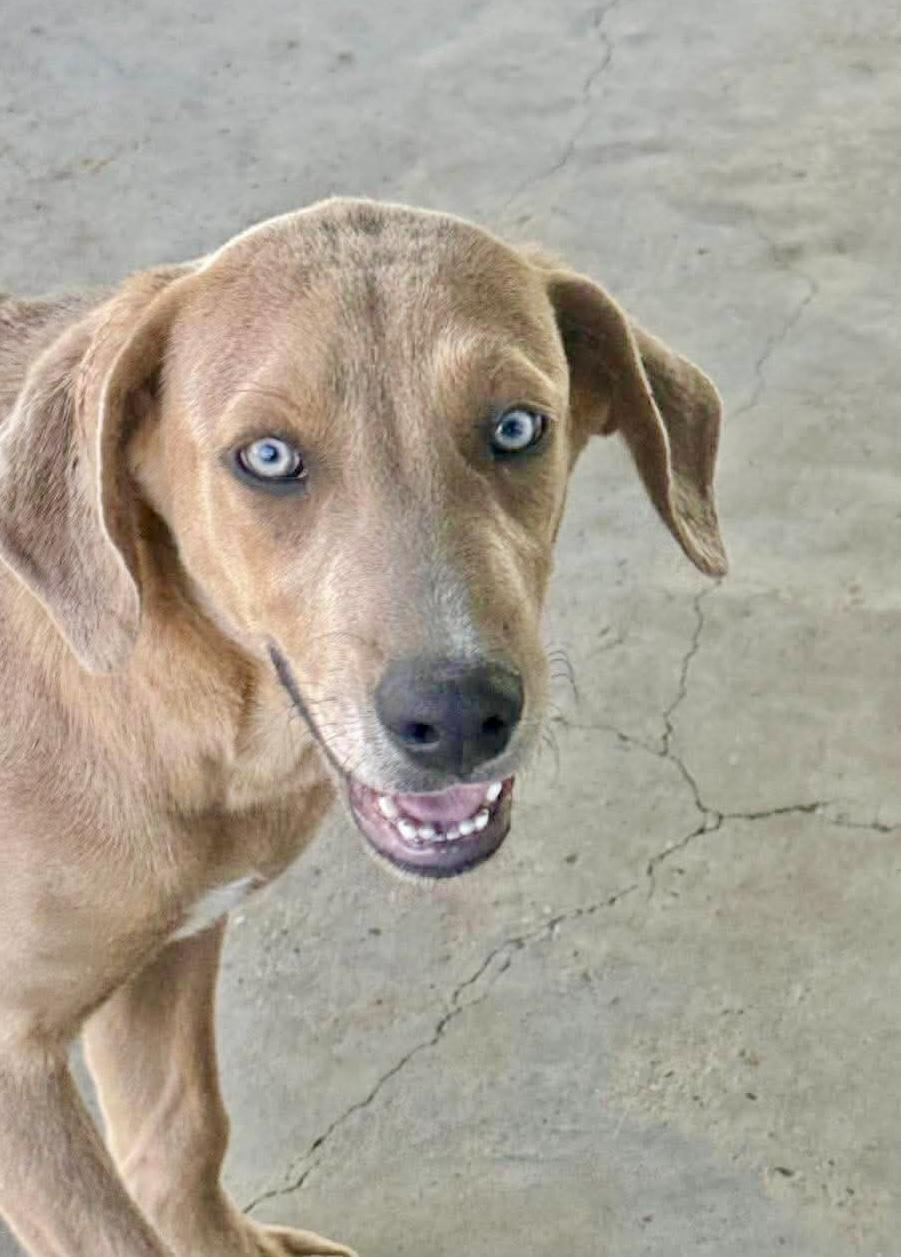 Ginger, Adoptable, Puppy Female Labrador Retriever.