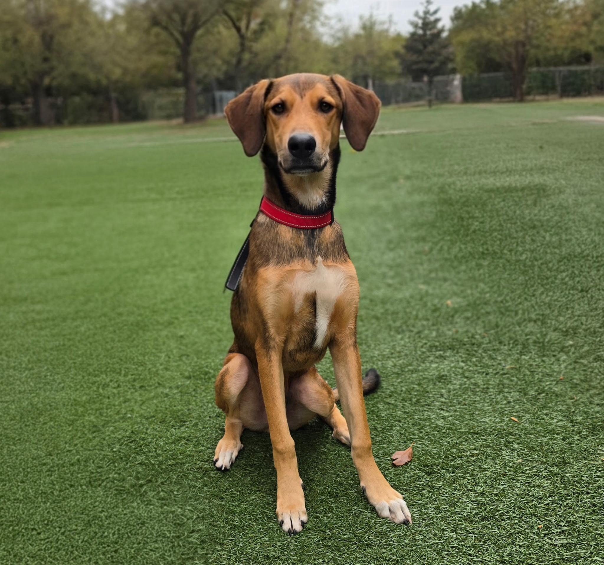 Enlarge Cedric, a Adoptable mixed breed in Itasca, IL image 2/3