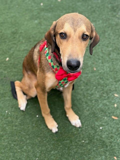 Enlarge Cedric, a Adoptable mixed breed in Itasca, IL image 3/3