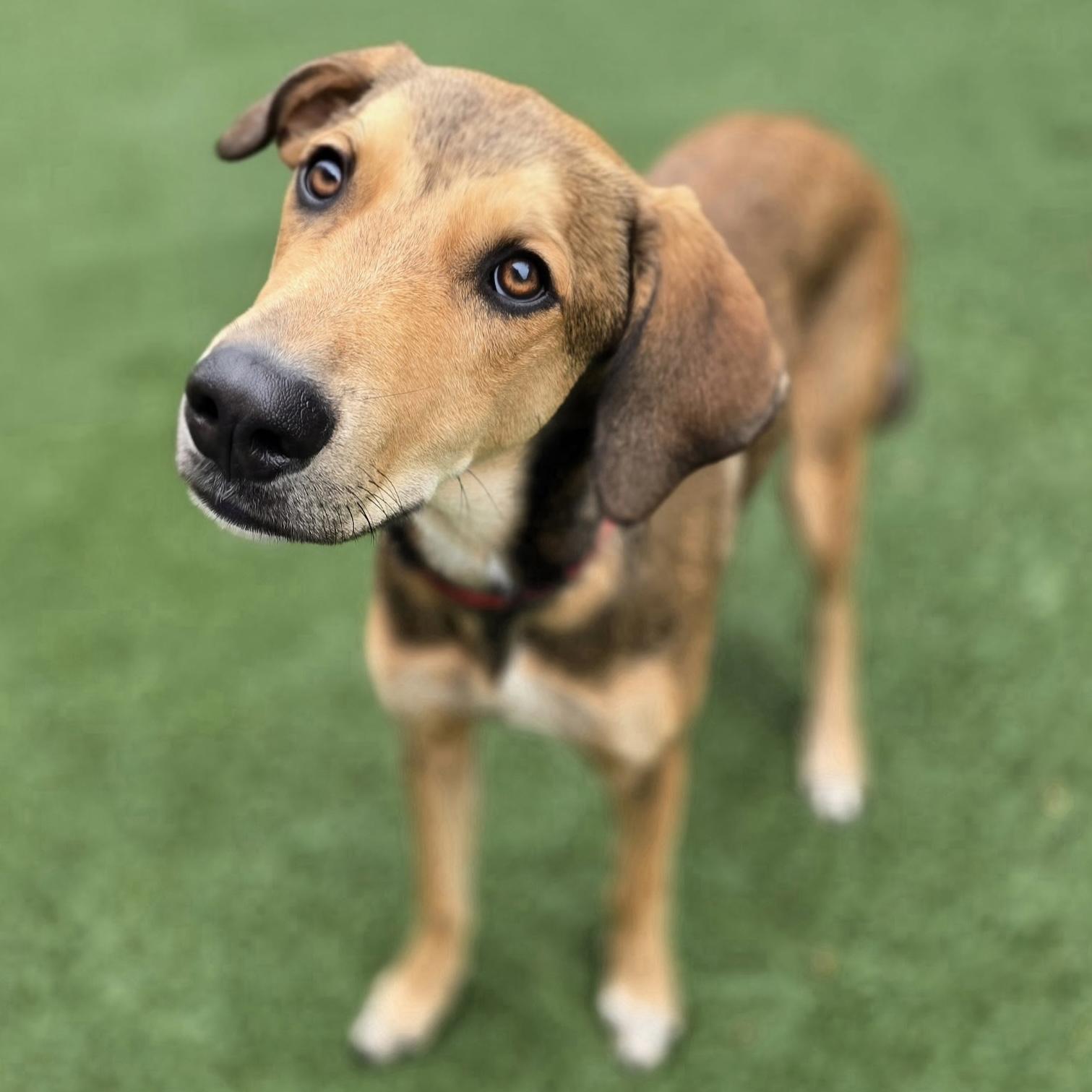 Cedric, Adoptable, Young Male Shepherd.