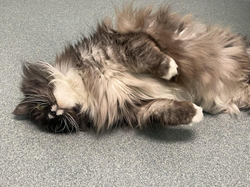 Miss Priss, a Adoptable Domestic Long Hair in Trenton, ME image 1/6