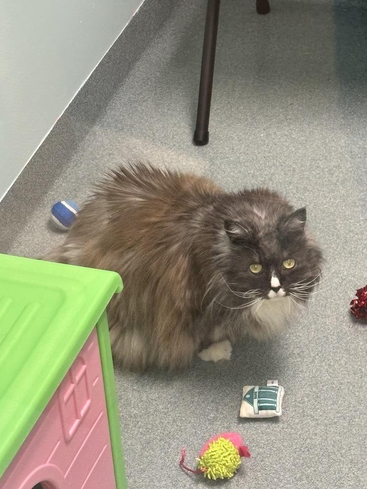 Miss Priss, a Adoptable Domestic Long Hair in Trenton, ME image 2/6