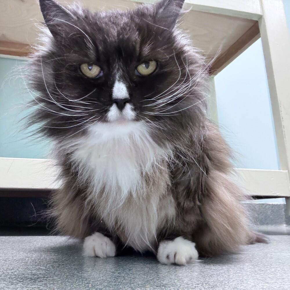 Miss Priss, a Adoptable Domestic Long Hair in Trenton, ME image 3/6
