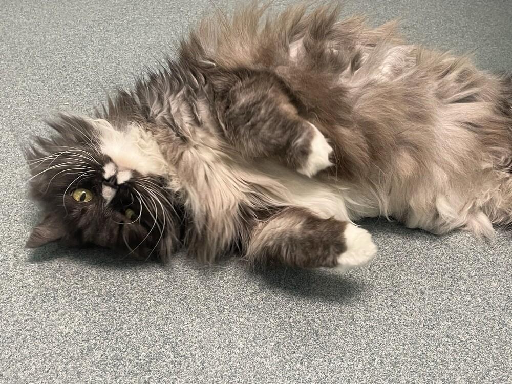 Miss Priss, a Adoptable Domestic Long Hair in Trenton, ME image 4/6
