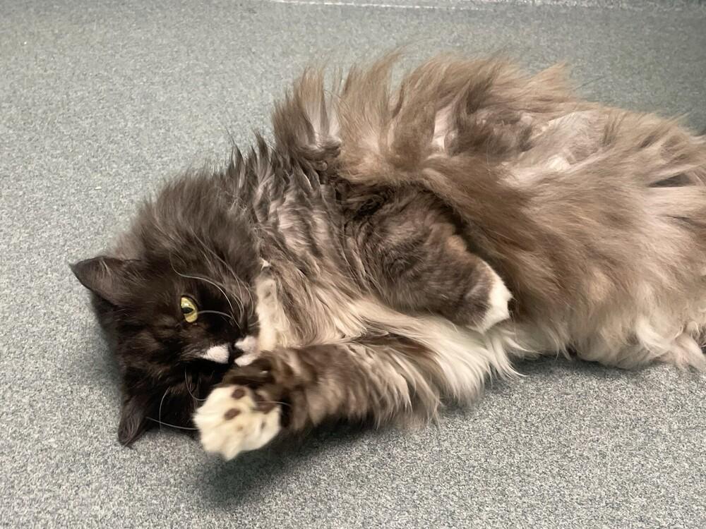Miss Priss, a Adoptable Domestic Long Hair in Trenton, ME image 5/6