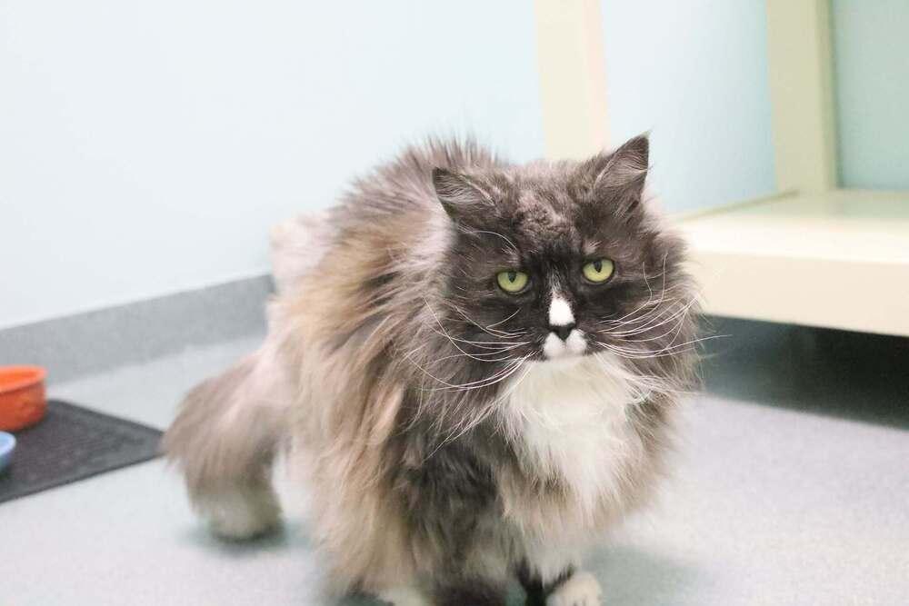 Miss Priss, a Adoptable Domestic Long Hair in Trenton, ME image 6/6