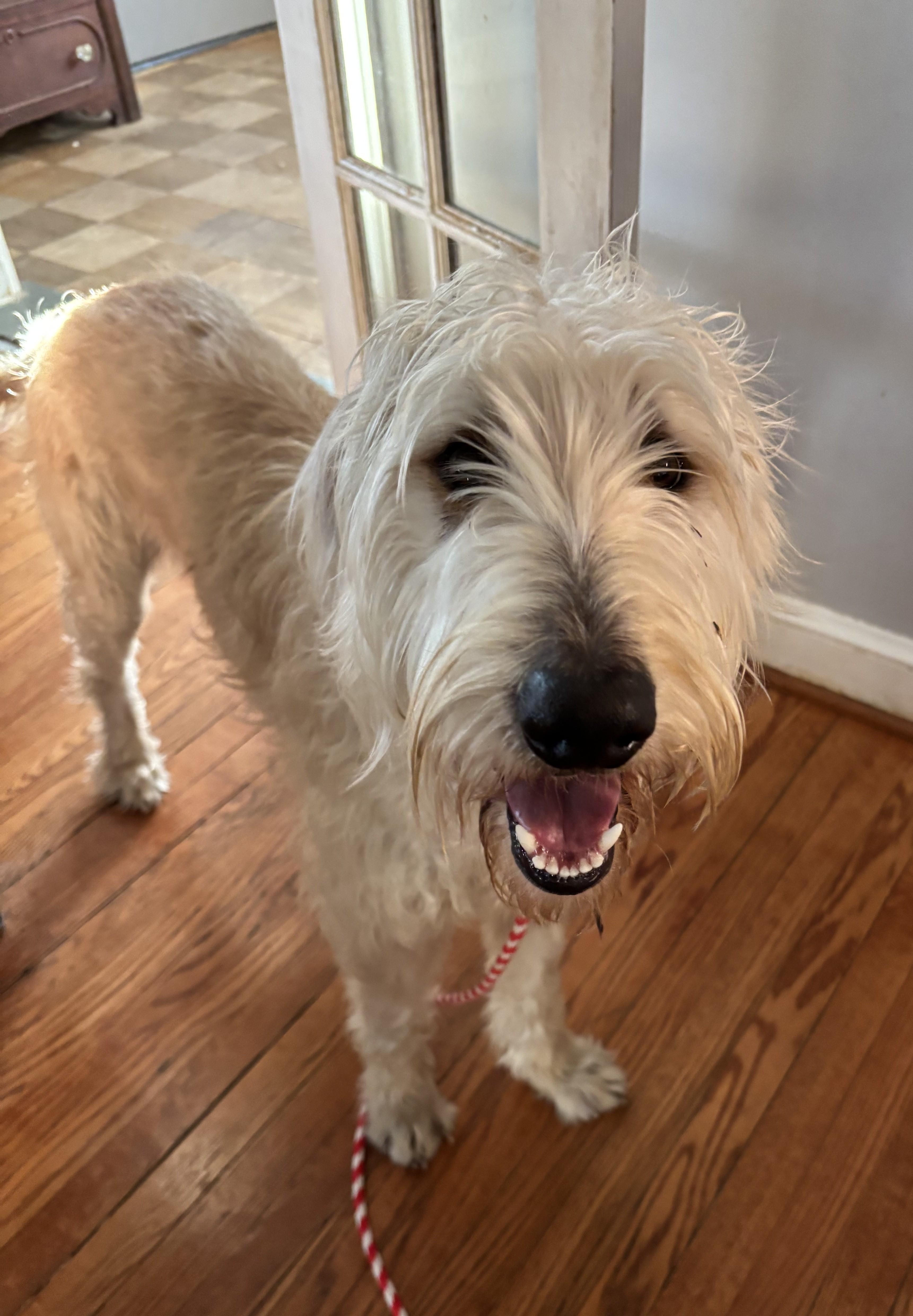 Pearl, adopted, Adult Female Standard Poodle & Labradoodle.