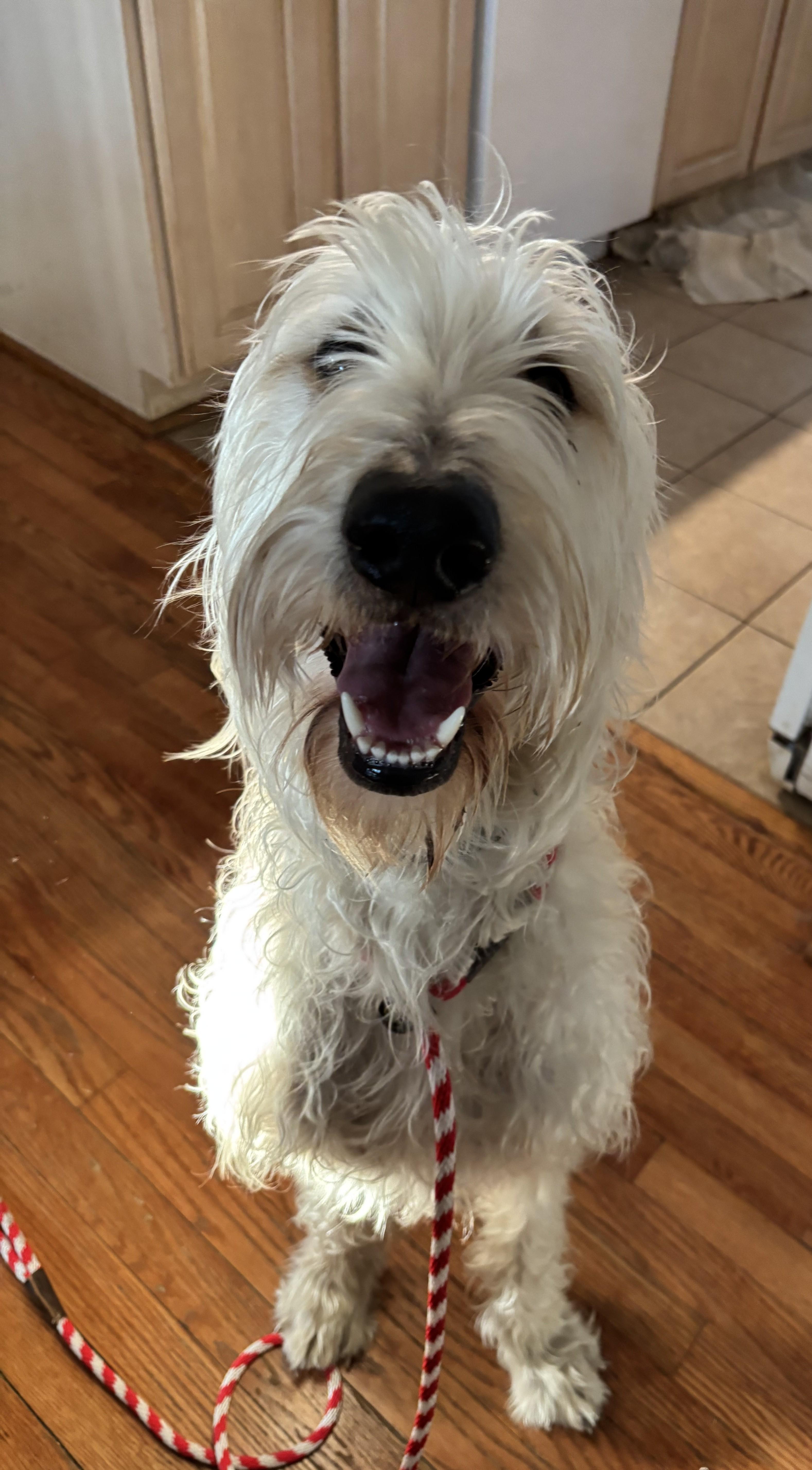 Enlarge Pearl, an adopted mixed breed in Falls Church, VA image 2/3