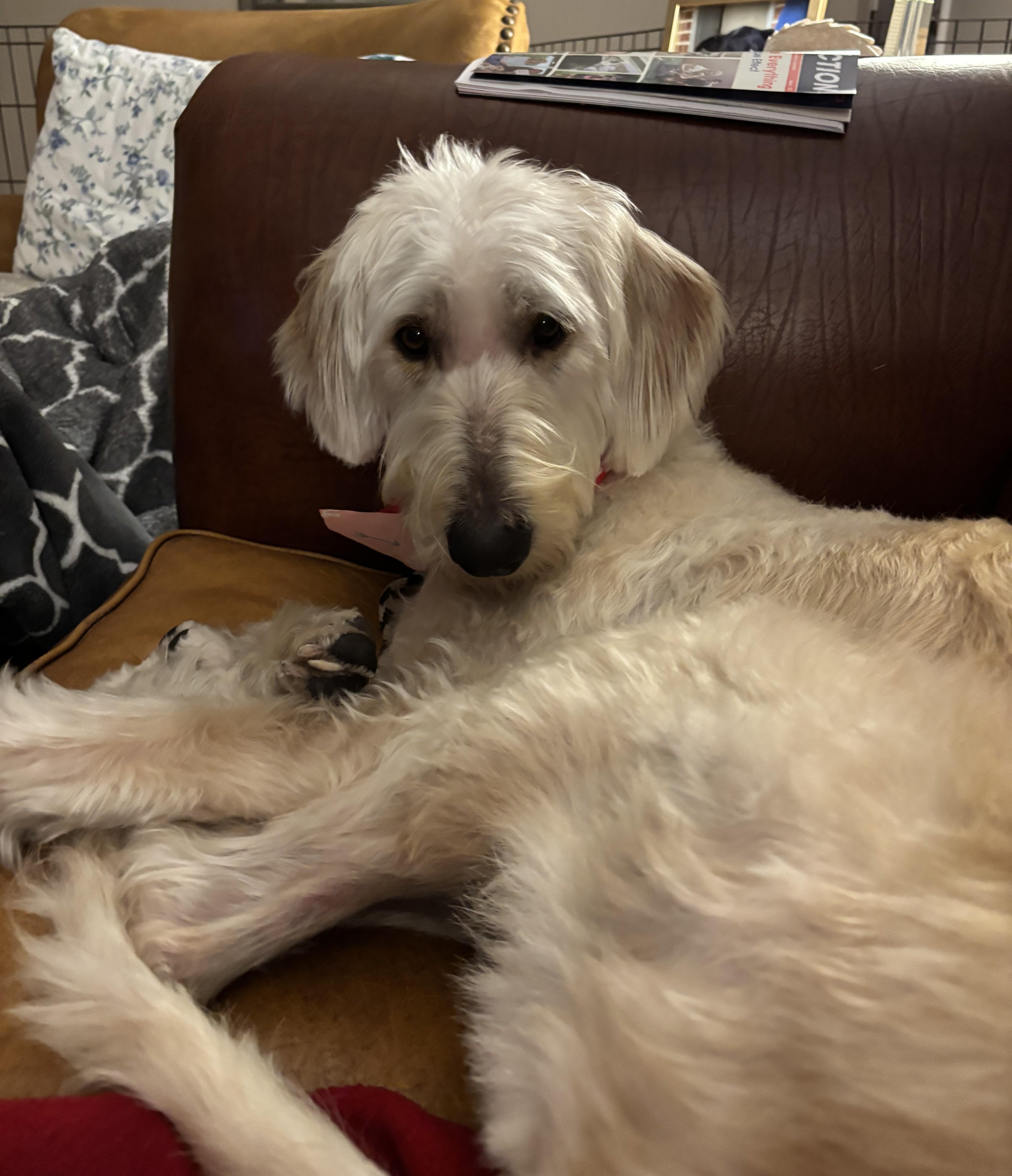 Enlarge Pearl, an adopted mixed breed in Falls Church, VA image 3/3