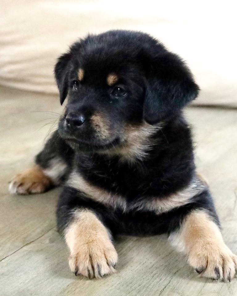 BONGO (ADOPTION PENDING), Adopted, Puppy Male Black Labrador Retriever.