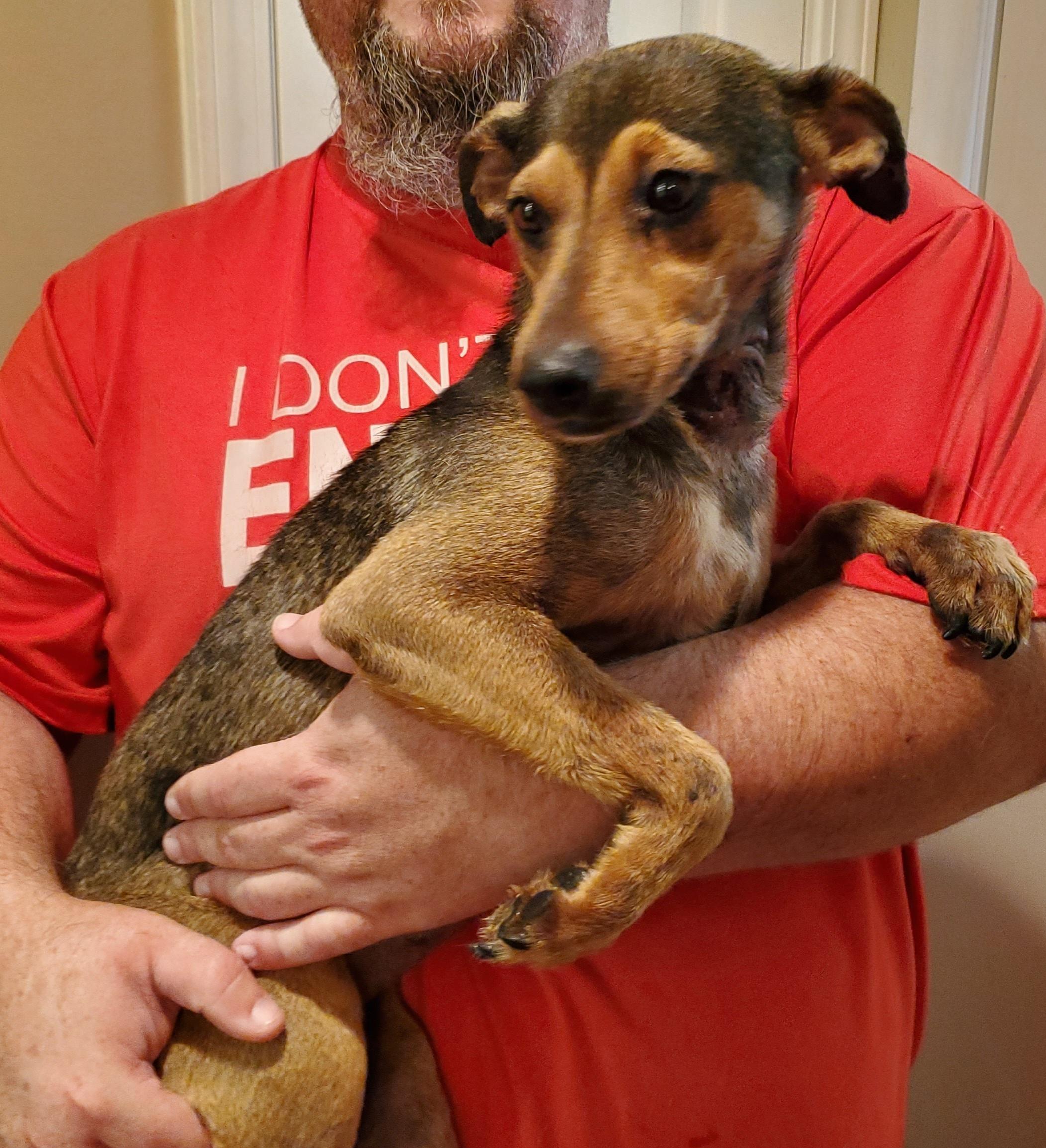 Enlarge Melody, a Adopted mixed breed in Kinsey, AL image 1/1