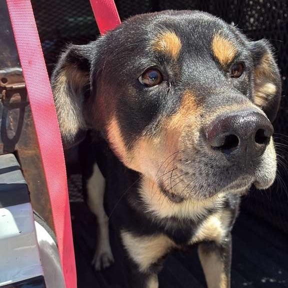 Enlarge Chase, a Adoptable Mixed Breed in Gadsden, AL image 1/1