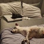 Enlarge Kaleena and Yuka, a ADOPTABLE Domestic Medium Hair in Sudbury, MA image 6/6